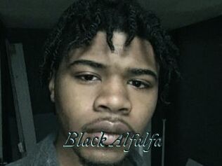 Black_Alfalfa