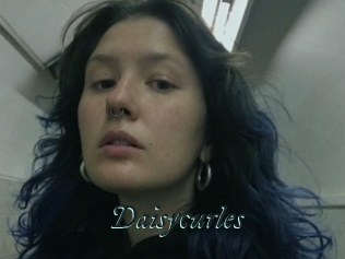 Daisycurles