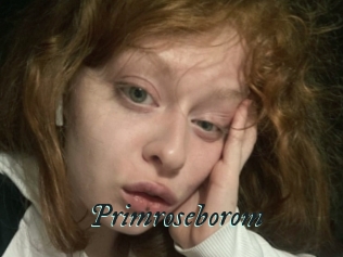 Primroseborom
