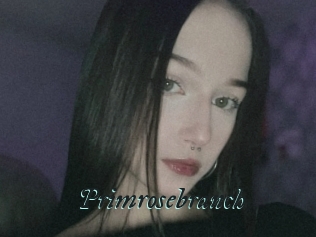 Primrosebranch