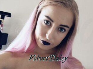 VelvetDaisy